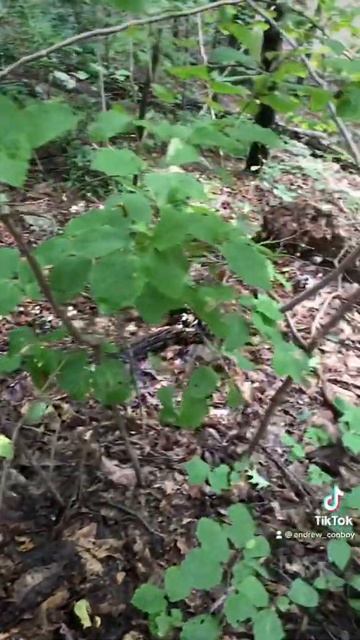 Ghost Pipes - A Parasitic Plant that Steals from the Fungal Network