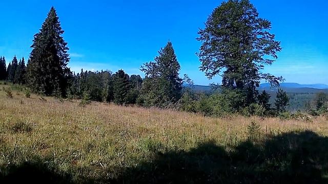 Прогулка по Карпатах, що зараз з Білими Грибами, Ягодами смотреть онлайн