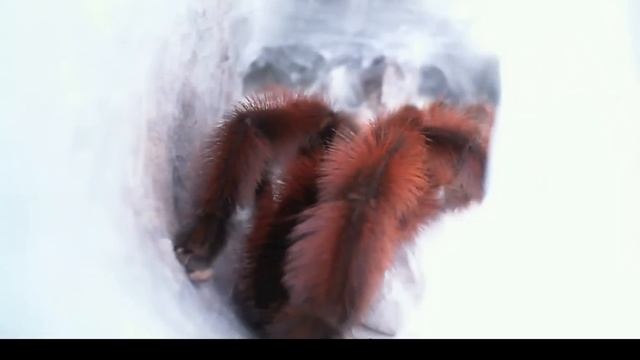 Avicularia Versicolor Eggs Sac смотреть онлайн