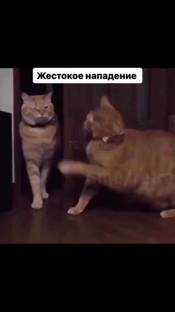 Жёсткое нападение 😸😸Неожиданные нападения животных 😸 #приколы #любовькживотным @Rydik