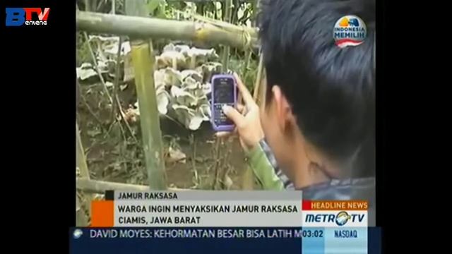 5 TAHUN YANG LALU, DI TEMUKAN JAMUR RAKSASA смотреть онлайн