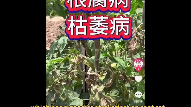 How can we effectively prevent root rot? смотреть онлайн