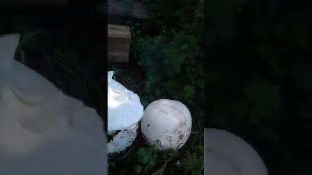 хоч дар Россия 🤔 смотреть онлайн