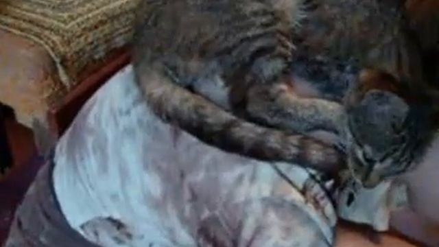 мой Котенок смотреть онлайн