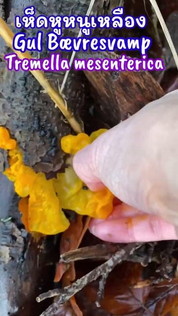 Picking Tremella mesenterica เก็บเห็ดหูหนูเหลือง #Shorts #เก็บเห็ด смотреть онлайн