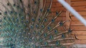 Так кричит павлин.