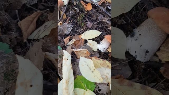 24 ГРИБА ПОДОСИНОВИКА СРЕЗАЛ НА КАМЕРУ. ВОТ ОН , НАСТОЯЩИЙ ВОСТОРГ ГРИБНИКА ! смотреть онлайн