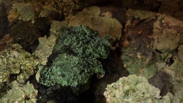 Worlding Lichens...Breathing смотреть онлайн