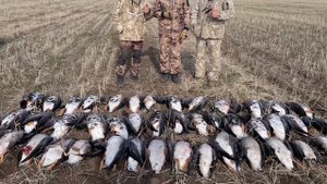 Охота на гуся в Казахстане 2023 год, Акмолинская область