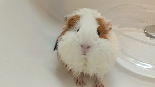 モルモットのおふろ 大人しく入ってると思ったらぷいぷい鳴き始めました