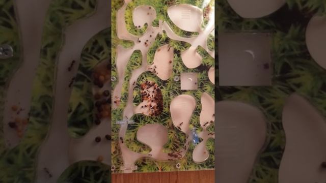 Муравьиная ферма , день 6 -ой !🐜🐜🐜🐜🐜🐜 смотреть онлайн