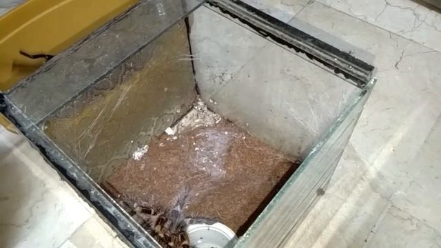 Grammostola Pulchripes Breeding Project Part 1 #F.E.Ex смотреть онлайн