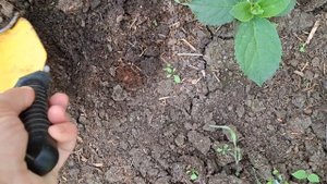 Выращивание черенков гортензии в грунте..