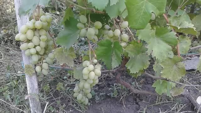 Какие обработки спасли виноград от болезней. Сорт изюмный. смотреть онлайн