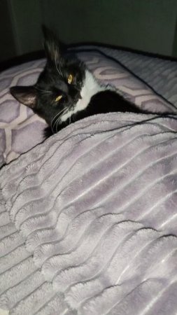 Спят усталые котята))