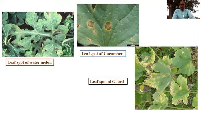 Life cycle of Alternaria