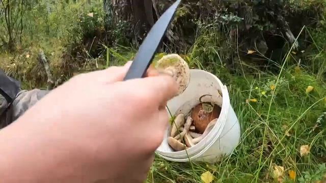 В лес за грибами смотреть онлайн