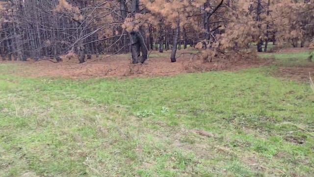 собирали грибы все подряд смотреть онлайн