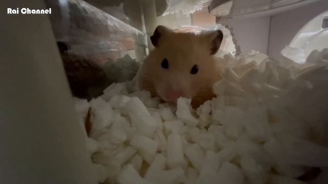 ハムスターと見つめあう【癒し動画】ゴールデンハムスターキンクマ