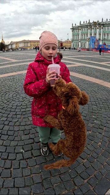 Питер пудель 🐶