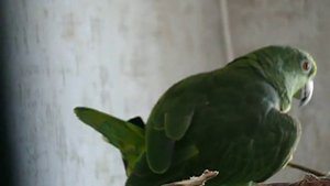 Спаривание суринамских амазонов