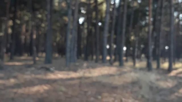 БЕЛЫЙ ГРИБ ОСЕНЬ 2019 смотреть онлайн