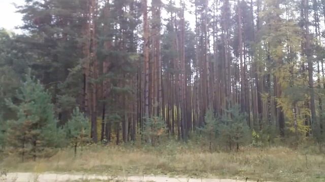 СЛАВЯНСК РАЙОНЫ ПРЕЛЕСНЫЙ лес. смотреть онлайн