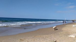 Пляж с собачками!Тель Авив!И Средиземка!