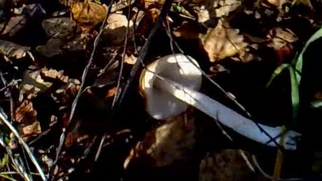 Приехал за грибами. смотреть онлайн