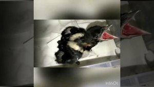 Кормим сорочонка червячками. Аппетит хороший! We feed the magpie chick with worms, appetite is good