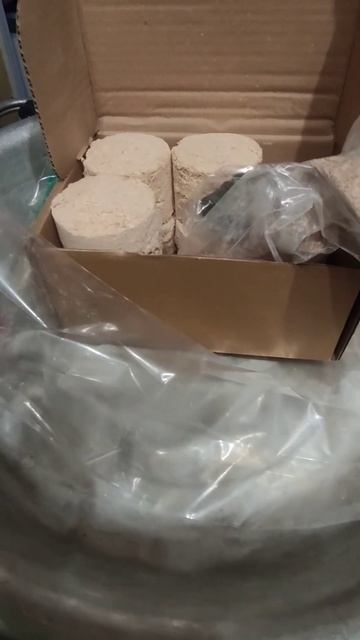 Выращивание грибов. Первый опыт #жизньвэстонии #garden #приветизэстонии #обзорогорода #обзорсемян смотреть онлайн