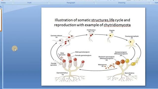 chytridiomycota смотреть онлайн