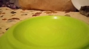 ХОМЯКИ НА ЗОНЕ 51 ОЧЕНЬ СТРАШНО!