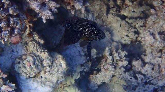 Рыбка -комета или морской петушок.Декабрь 2024.Марса Алам.Коста Марез.Египет.С Лилия Драч.