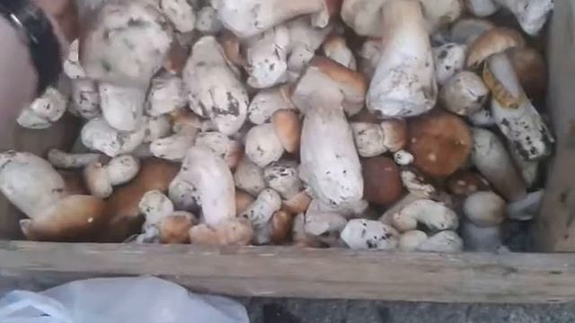 ПОВНИЙ ЯЩИК ГРИБІВ * БІЛІ ГРИБИ 2017 * КАРПАТИ * ВЕРХОВИНА смотреть онлайн