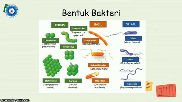 KINGDOM MONERA PROTISTA FUNGI