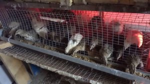 Моё разведение мулардов, перепелов и бройлеров.