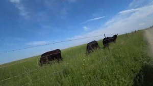 СОБРАЛИ 200 шт БЕЛЫХ ГРИБОВ ЗА 2 ЧАСА. ПЕРВЫЙ ПОХОД