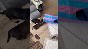 Щенки таксы и кошка. #щенки #такса #жесткошерстная