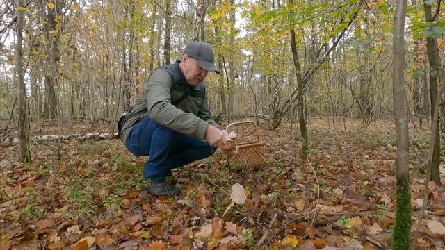 Грибы.Начало ноября 2023. смотреть онлайн