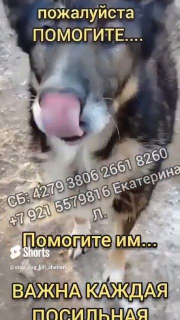 А когда мы будeм кушать? Сбор на корм бeскураторским! #всемпособаке #собакавбеде #собакаищетдом