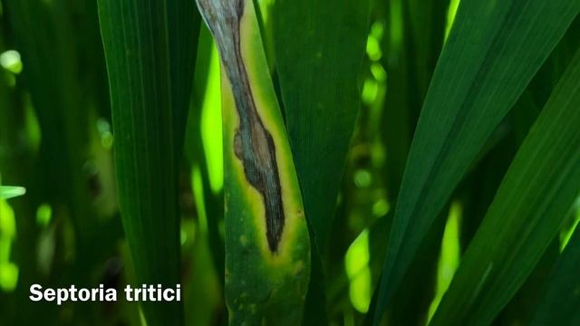 BUĞDAYDA SEPTORYA’YA KARŞI İLAÇLAMA Septoria tritici, Septorya Yaprak Lekesi смотреть онлайн