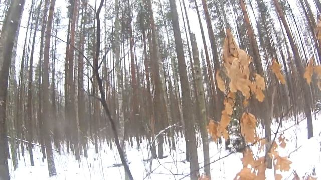 Норка на прогулке в лесу 5 смотреть онлайн