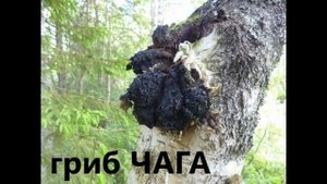 Как пить чагу, как заварить. Свойства.  https://t.me/TravaLehit/89