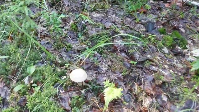 Первые грибы сезона 2023 .Рано ещё 😏 смотреть онлайн