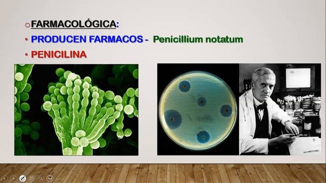 REINO FUNGI - AMADO BALBUENA смотреть онлайн