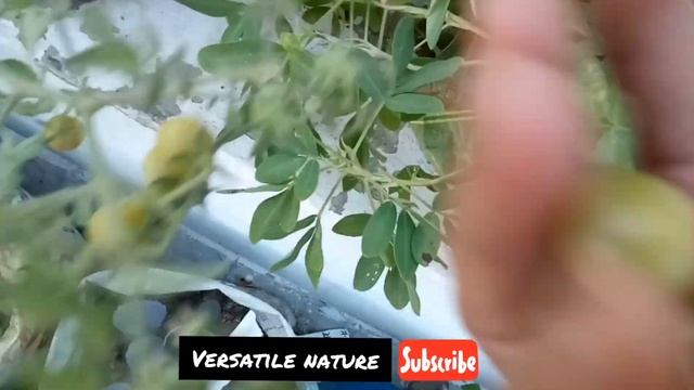 Harvesting From My Vegetable Garden😍🤗✍🔔🙏 | इतनी सारी सब्जियाँ । #Harvesting #Vegetable #Growathome смотреть онлайн