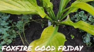 Хоста Foxfire good friday