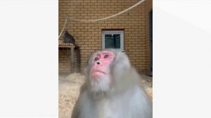 мем 2023 кричащая макака