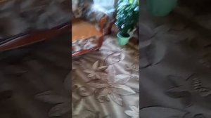 Как вызвать гнома желаний! Шок! Он пришёл!!